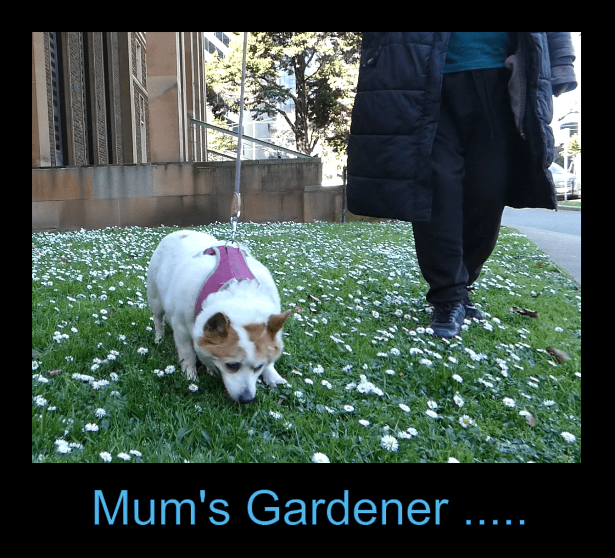 BIRDSONG CELEBRATING GARDENER SANDY – part&nbsp;one