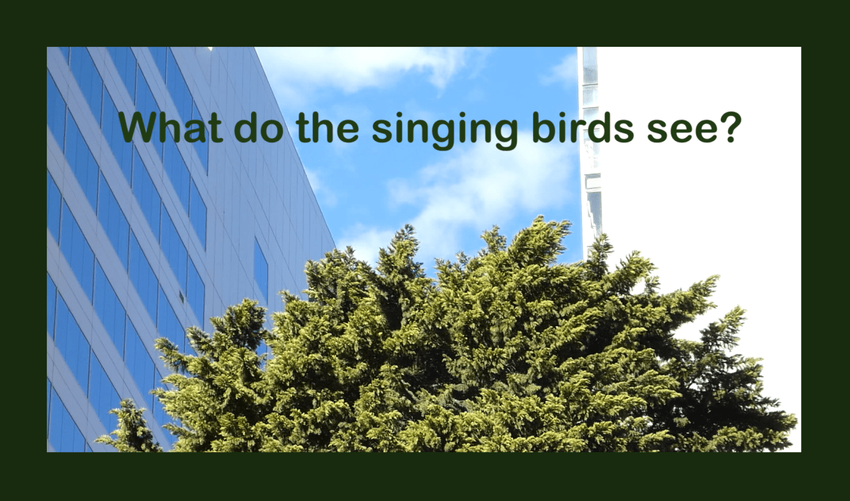 BIRDSONG CELEBRATING GARDENER SANDY – part&nbsp;two