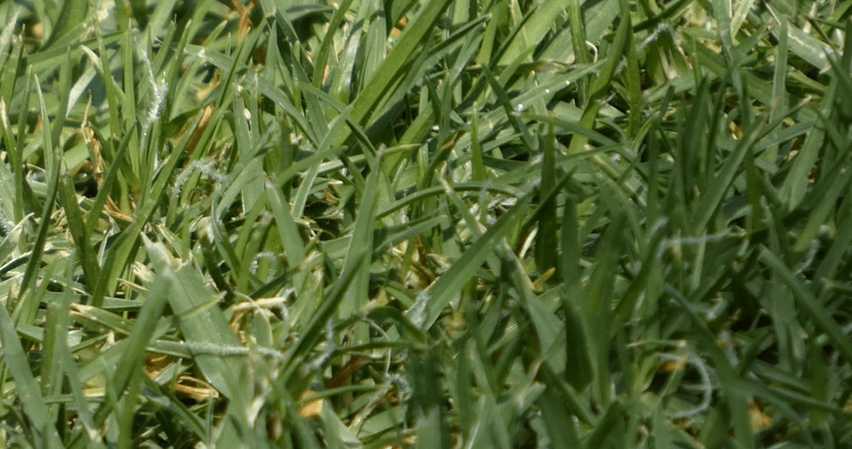 WICOLOGY #2 Herbs&nbsp;Whirled