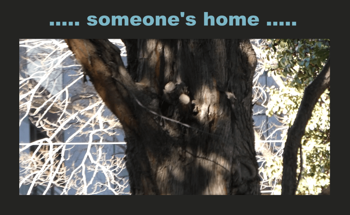 BIRDSONG CELEBRATING GARDENER SANDY – part&nbsp;three